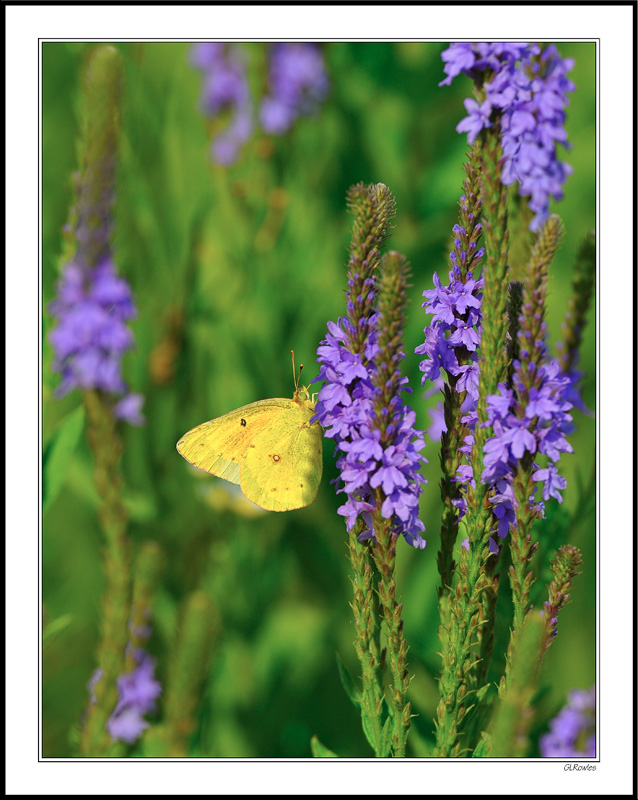 Yellow Cabbage and Purple Phlox I