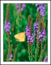 Yellow Cabbage and Purple Phlox I