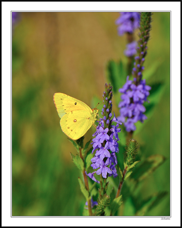 Yellow Cabbage and Purple Phlox II