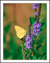 Yellow Cabbage and Purple Phlox II