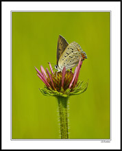 Dotted Blue and Purple Cone II