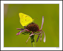 Yellow Cabbage and Purple Cone I