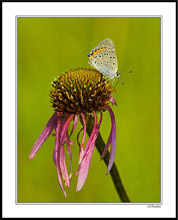 Dotted Blue and Purple Cone III