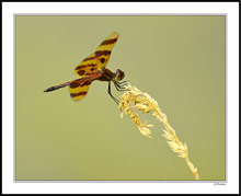 Amberwing Dragonfly Grips Windblown Wild Wheat