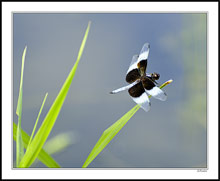 Widow Skimmer Rest Stop