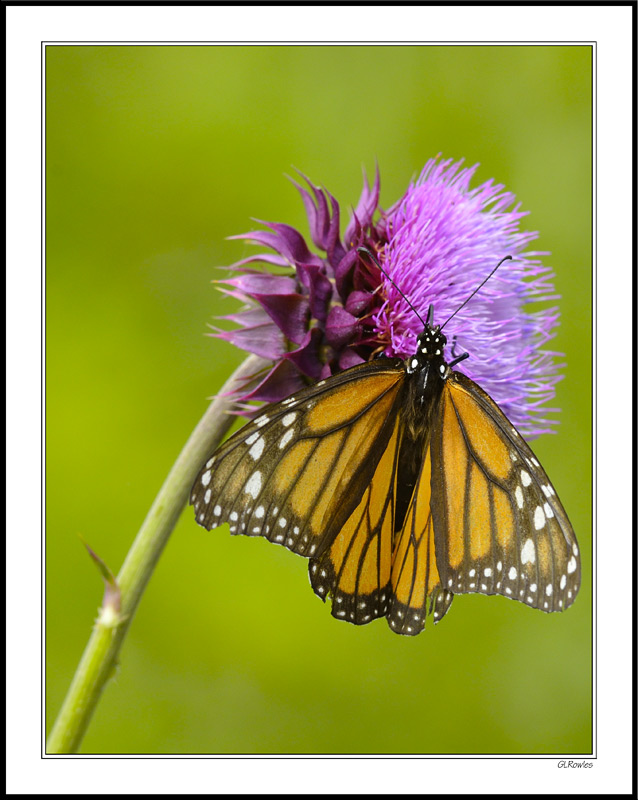 Monarch Skirts a Thistle