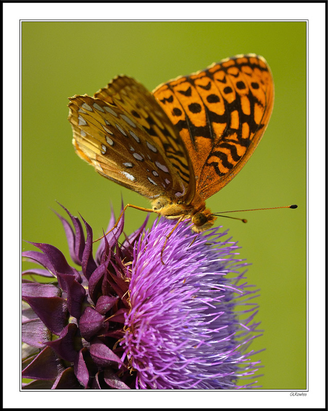 Great Spangled Fritillary Sips a Thistle