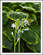 Hummingbird Camouflaged in the Hostas