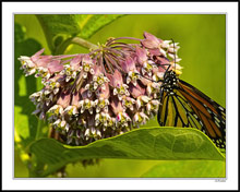 That's Why They Call It a Butterfly Weed