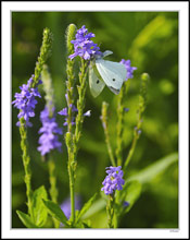 Cabbage White Still Asleep at Sunup