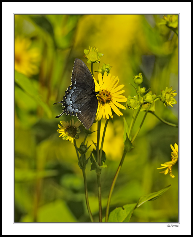 Swallowtail On Yellow