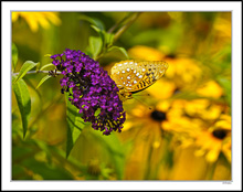 Fritillary Purple