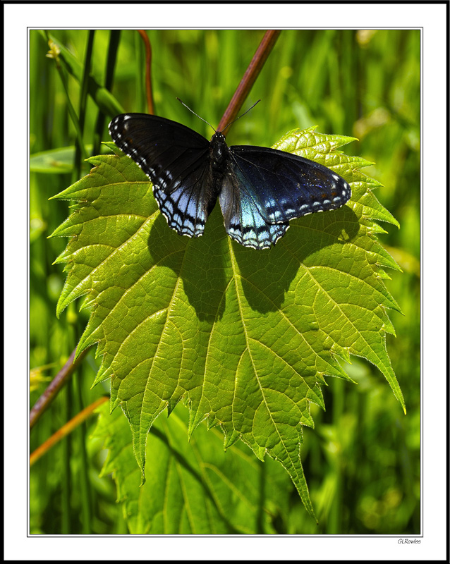 Red-Spotted Purple Symmetry