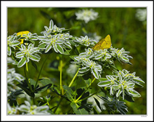 Snow-On-The-Mountain Hosts Yellow Cabbage I