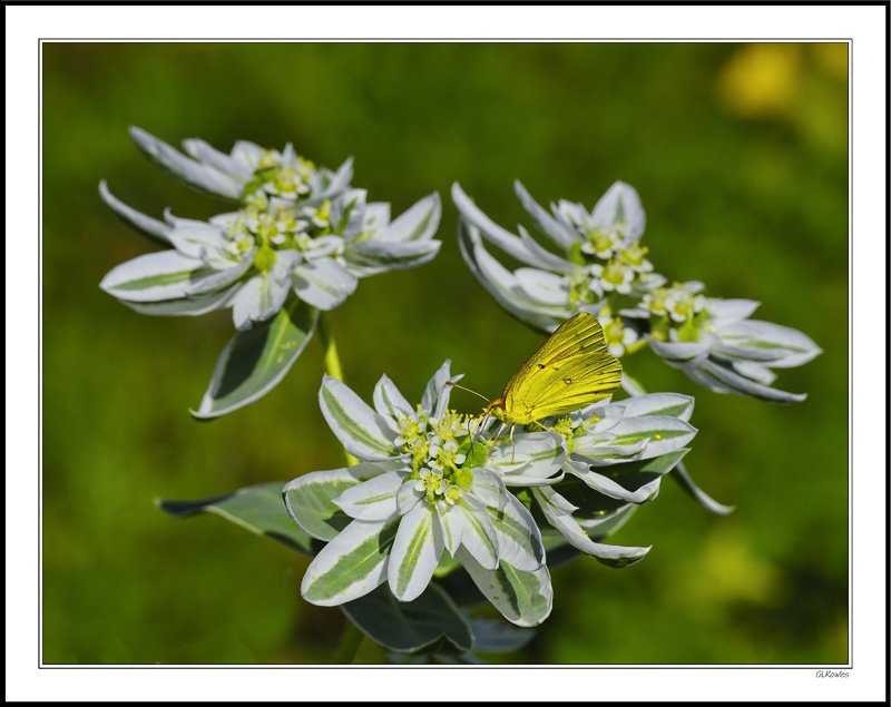 Snow-On-The-Mountain Hosts Yellow Cabbage II