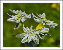 Snow-On-The-Mountain Hosts Yellow Cabbage II