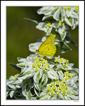 Snow-On-The-Mountain Hosts Yellow Cabbage III