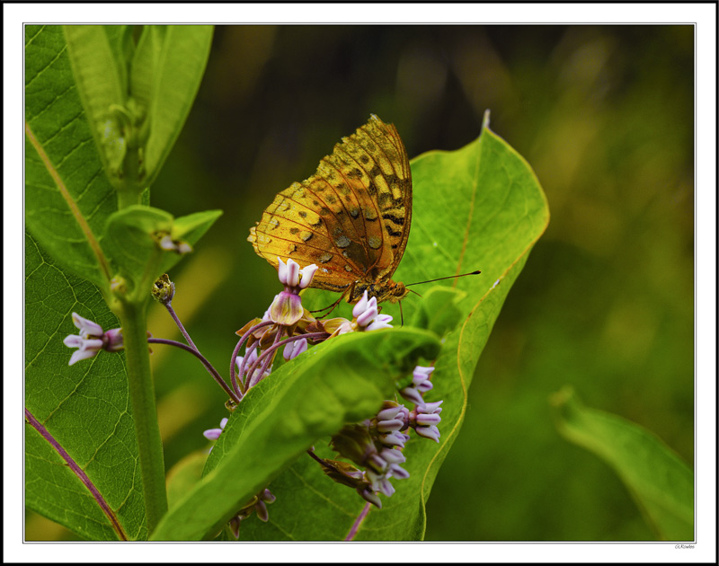 Spangled Fritillary Pose