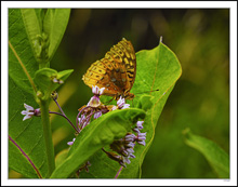 Spangled Fritillary Pose