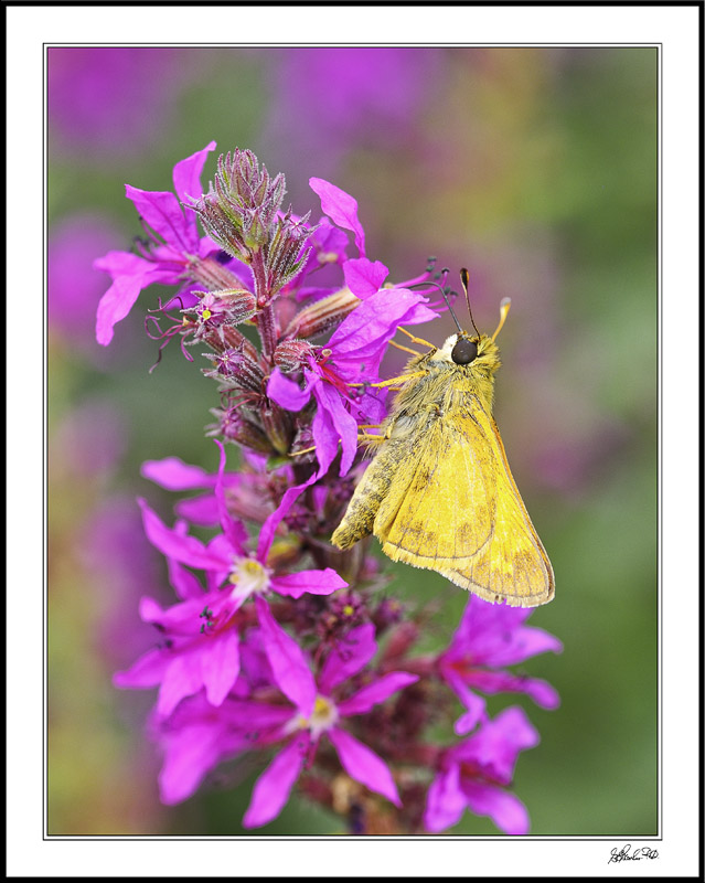 Yellow Skipper