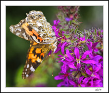 Painted Lady