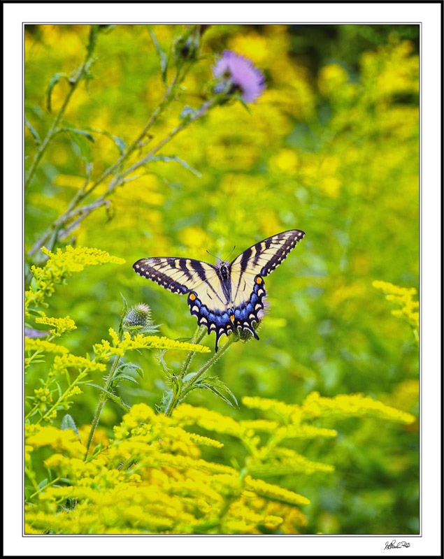 Tiger Swallowtail In Yellow
