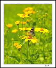 Cosmopolitan Painted Lady In The Sunflowers I
