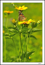 Cosmopolitan Painted Lady In The Sunflowers II
