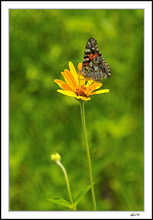 Cosmopolitan Painted Lady In The Sunflowers III
