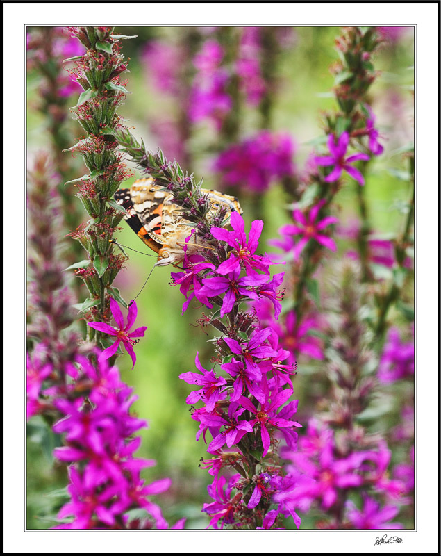 Painted Lady In Purple Heather
