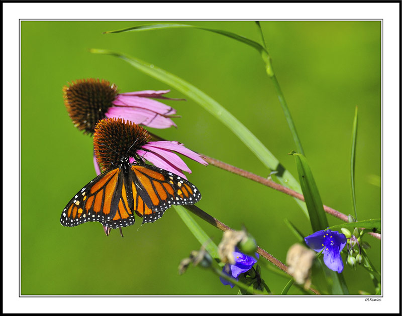 Monarch Feeds On Coneflower Favorites