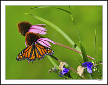 Monarch Feeds On Coneflower Favorites