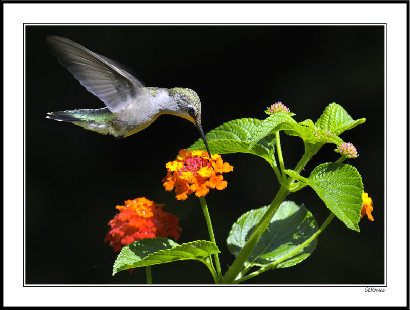 Not A Bee Nor A Butterfly - Mother Hummingbird