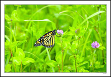 Monarch In A Pastel Field Of Sweet Clover