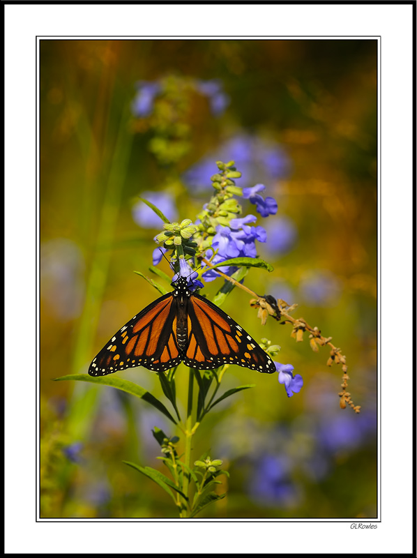 Monarch Poses On The Beardtongue