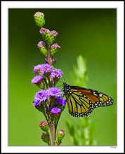 Purple Fountain Monarch