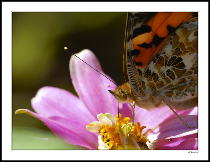 The Cosmopolitan - Painted Lady