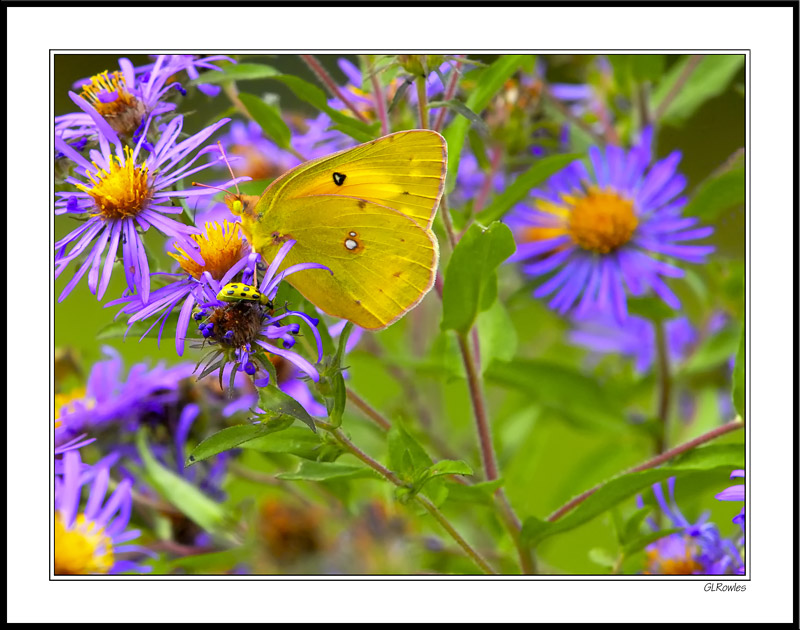 Orange Sulphur With Purple Accents