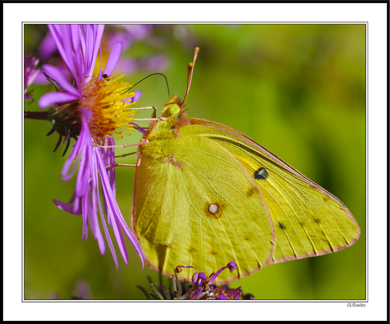 Orange Sulphur Strikes A Stunning Purple Pose