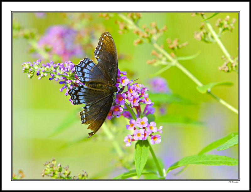 A Tattered Eastern Tiger Swallowtail Still Impresses