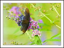 A Tattered Eastern Tiger Swallowtail Still Impresses