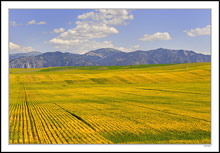 Swan Valley Idaho Wheat Field - Snake River Range