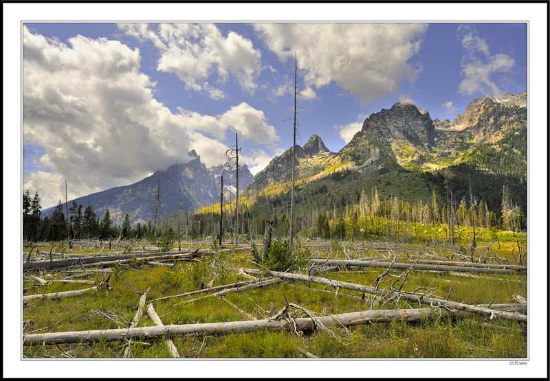 Grand Tetons Lodgepole Pine Meadow - Wyoming