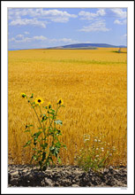 Sunflowers Triumphant On The Edge Of A Golden Field - ID