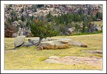 Symbols Of A Rugged Wyoming Landscape - Medicine Bow