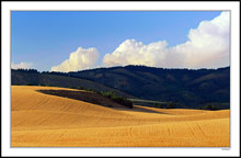 Lush Rolling Clouds and Wheat - Swan Valley Idaho