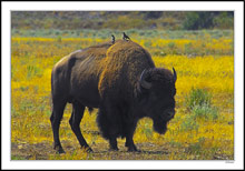 Cowbirds Timeout On A Bison