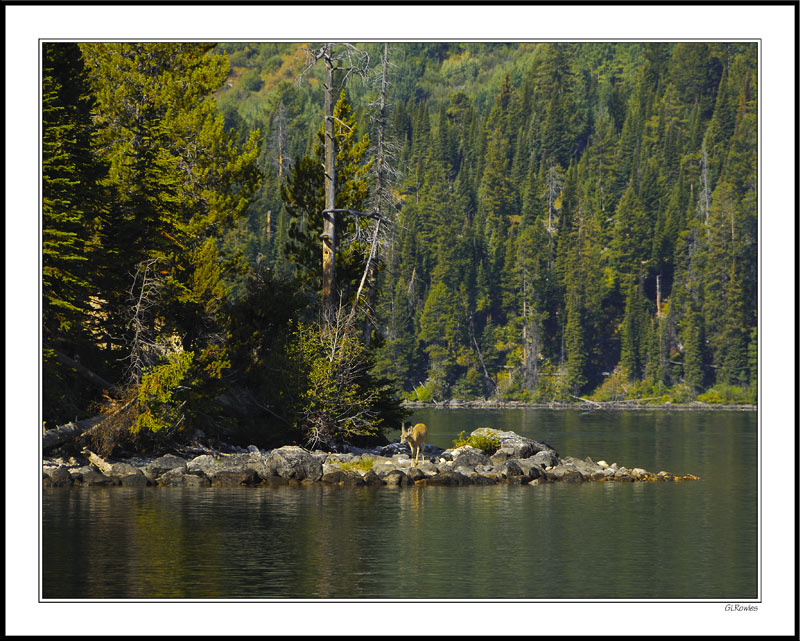 Young Doe Watering On Jenny Lake - Grand Tetons, WY