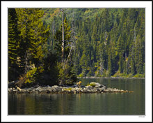 Young Doe Watering On Jenny Lake - Grand Tetons, WY