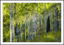 Quaking Aspen Sunrise